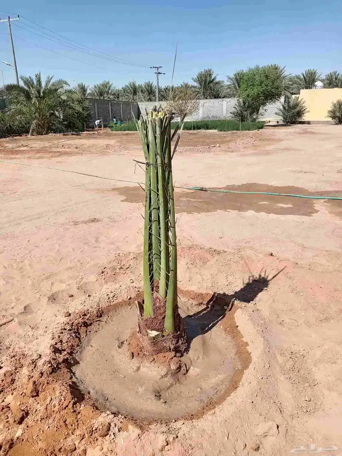 قلع وغرس وتوريد جميع انواع النخيل 2