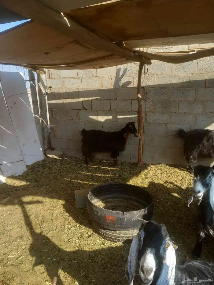 غنم ومزاء للبيع ع السوم فيها الي دافع قريب مرة وفيها المضرع 0