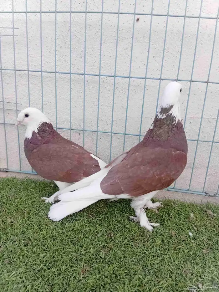 زوج طواقي احمر 8