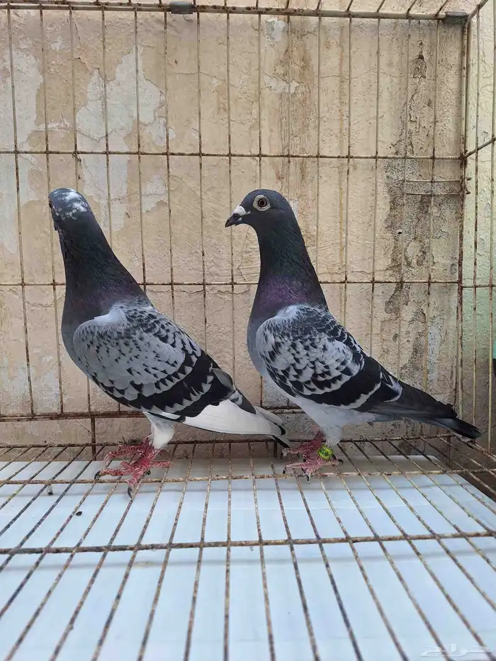 حمام زاجل ومشكل 9