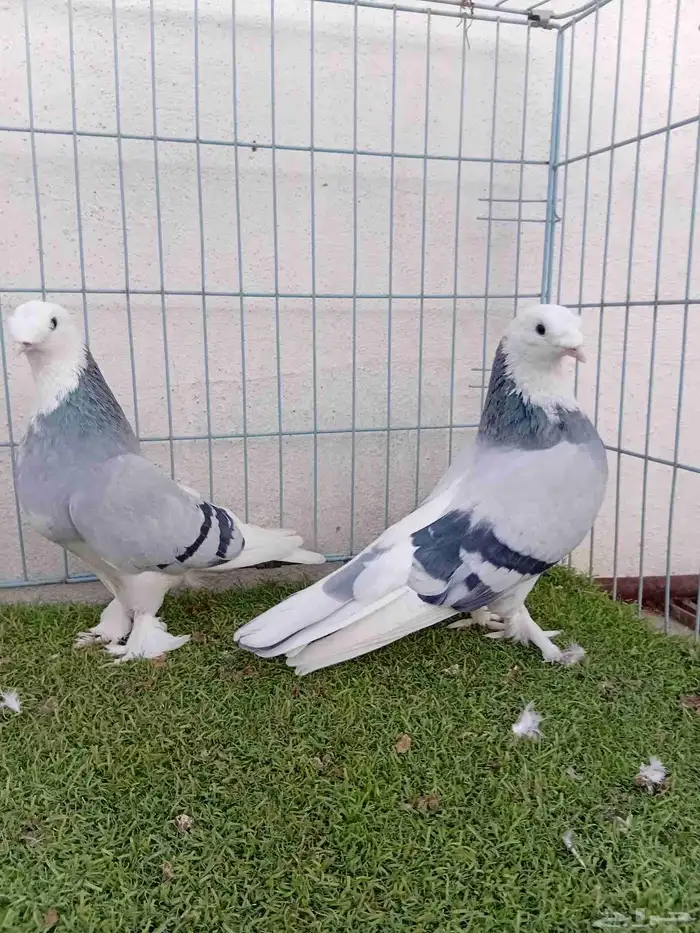 زوج تركي حرمي او ازرق 0