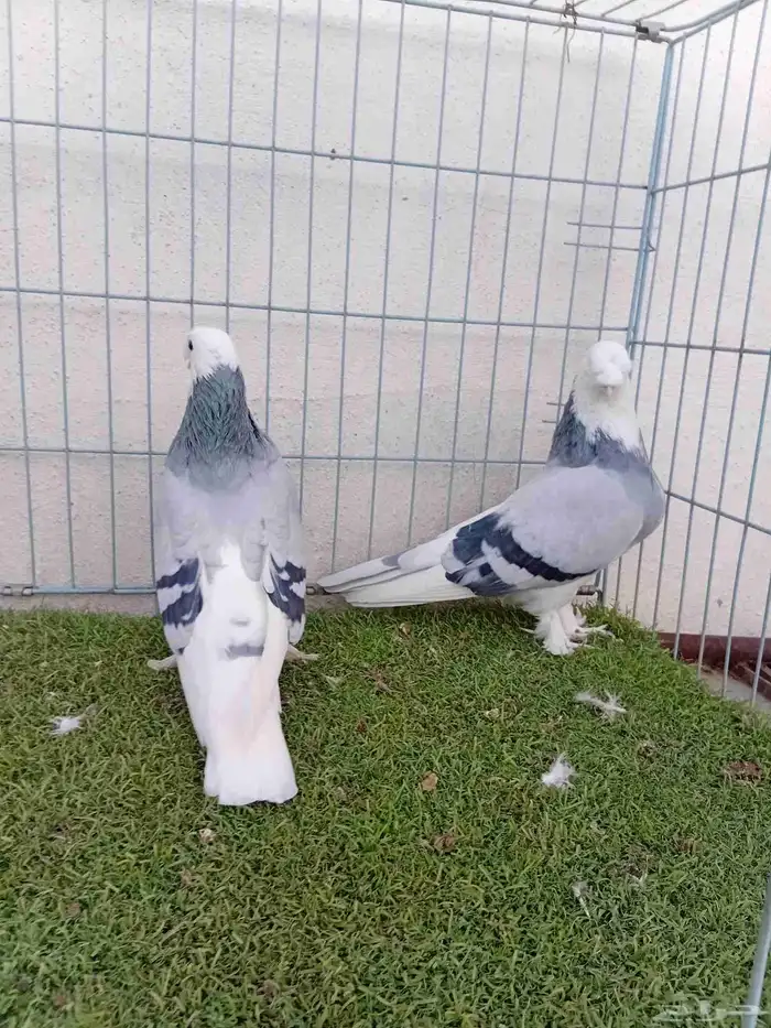 زوج تركي حرمي او ازرق 3