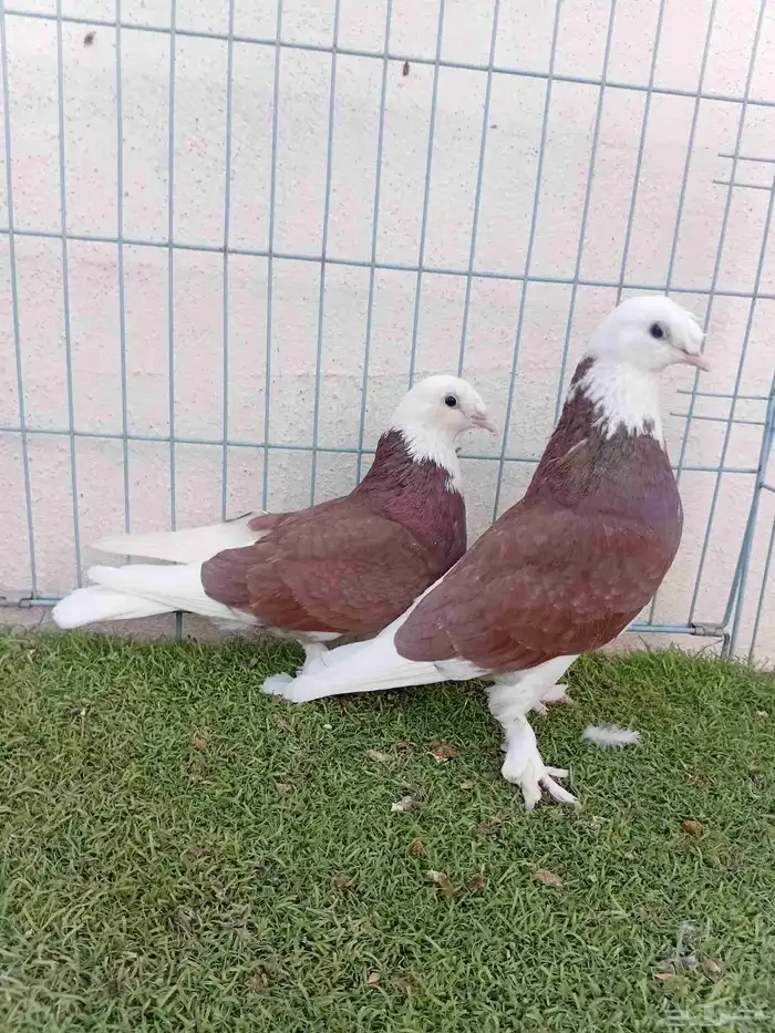 زوج طواقي احمر 2