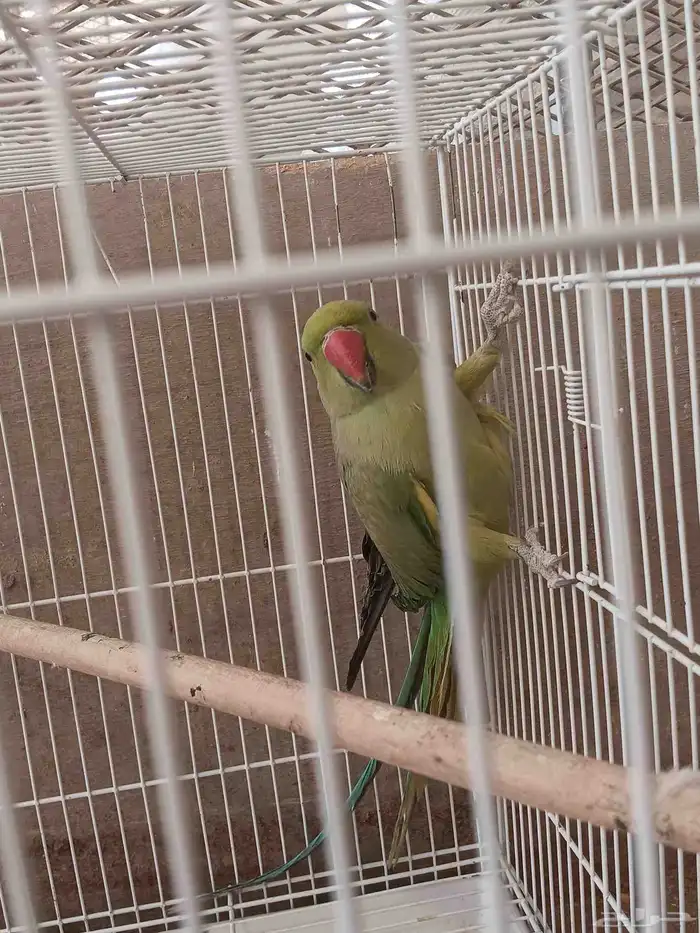 دره هندي عدد 8 غير معروف العمر او الجنس 4