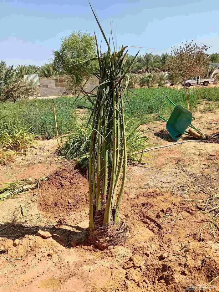 قلع وغرس وتوريد جميع انواع النخيل 6