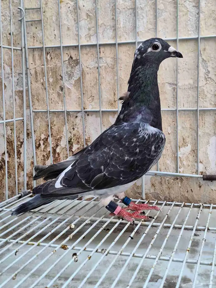 حمام زاجل ومشكل 0