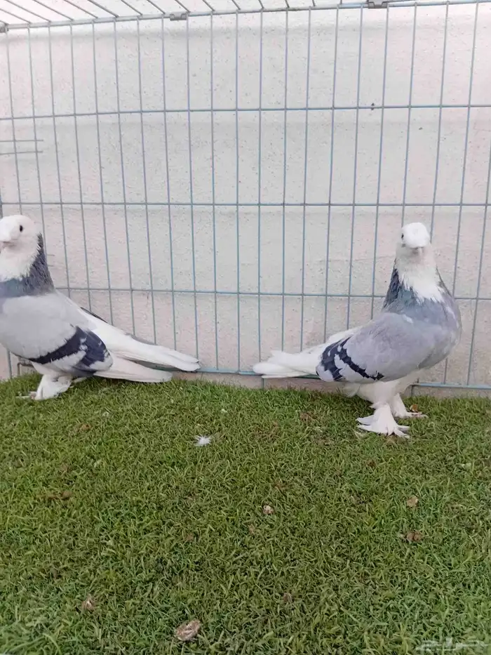 زوج تركي حرمي او ازرق 5