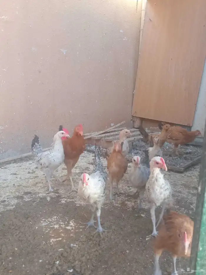 دجاج 11 حبه العمر 3 شهور 1