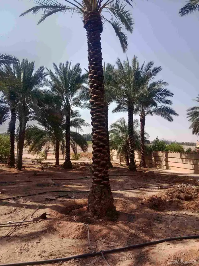 نخل طويل 4