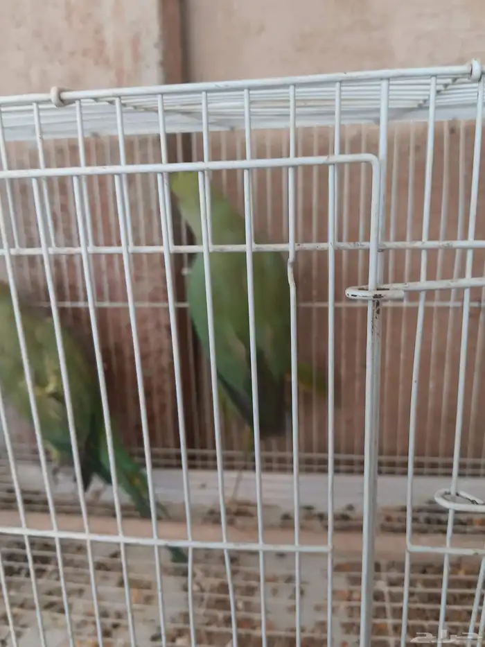 دره هندي عدد 8 غير معروف العمر او الجنس 0