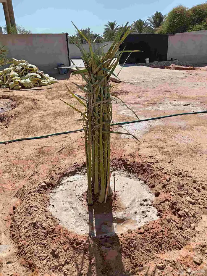 قلع وغرس وتوريد جميع انواع النخيل 4