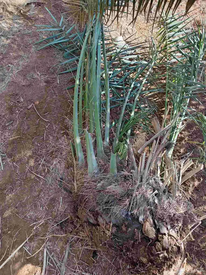 قلع وغرس وتوريد جميع انواع النخيل 1