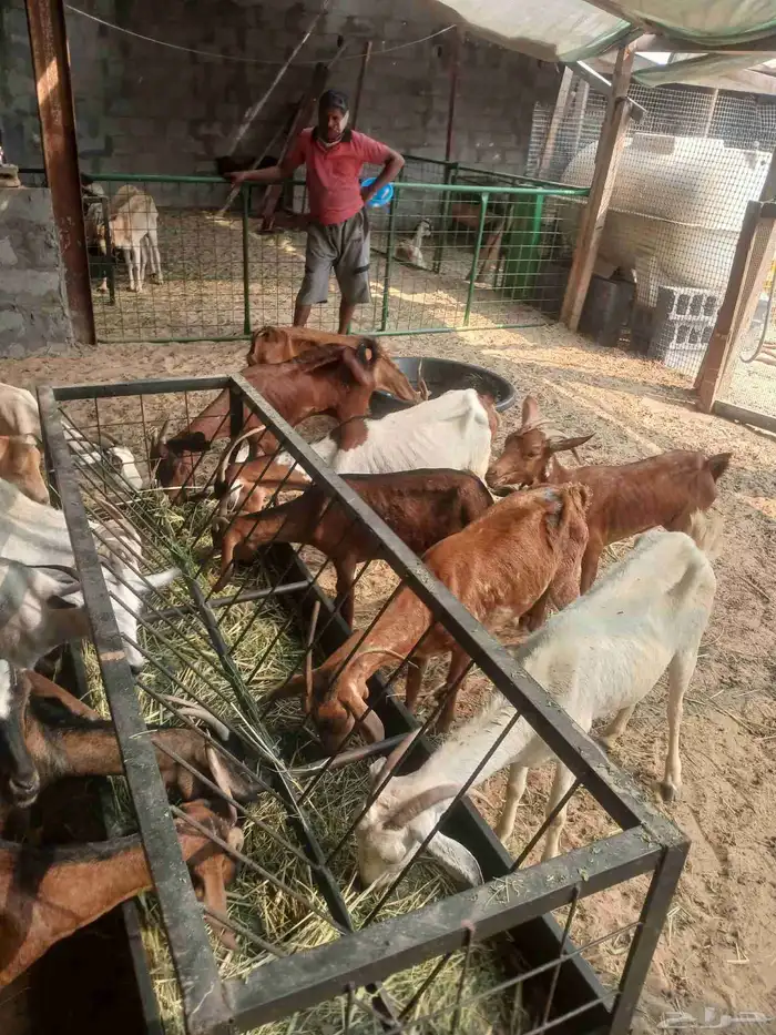 معزى جنوبيه وصول دفعه جديده 2