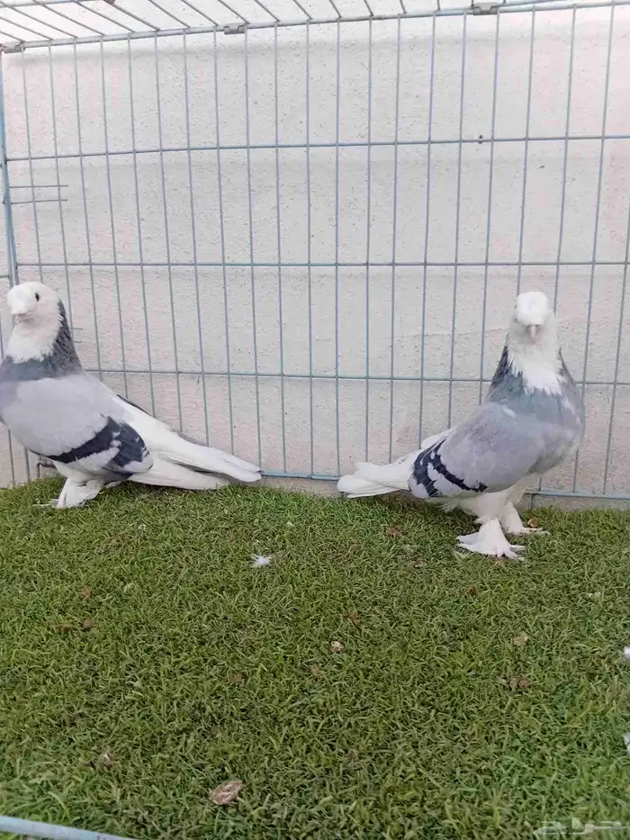 زوج تركي حرمي او ازرق 4