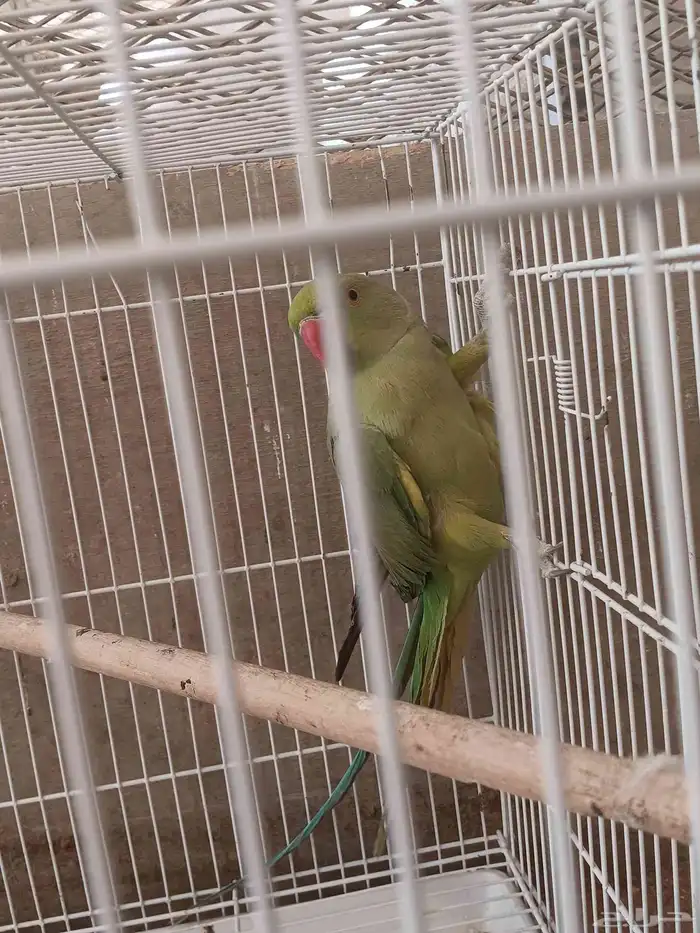 دره هندي عدد 8 غير معروف العمر او الجنس 1