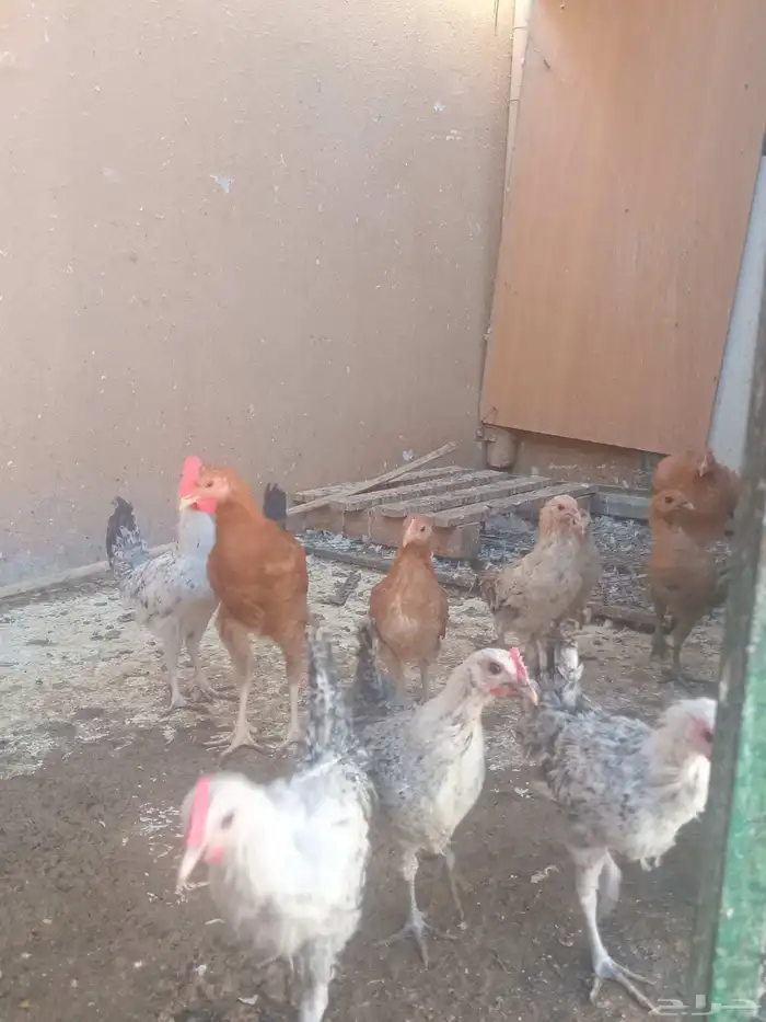 دجاج 11 حبه العمر 3 شهور 2