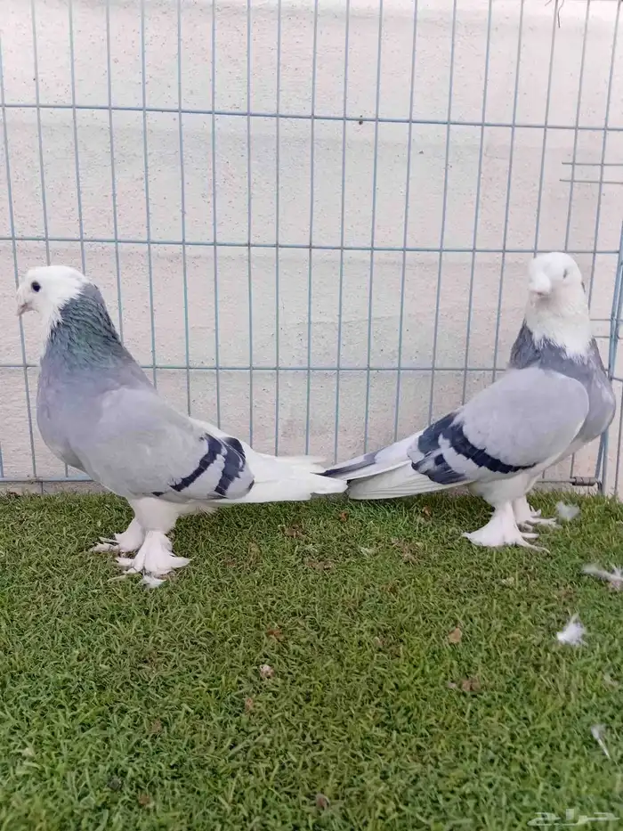 زوج تركي حرمي او ازرق 8