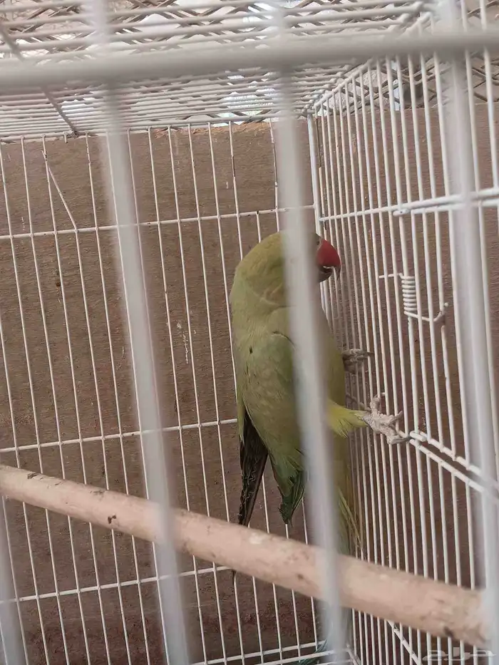 دره هندي عدد 8 غير معروف العمر او الجنس 2