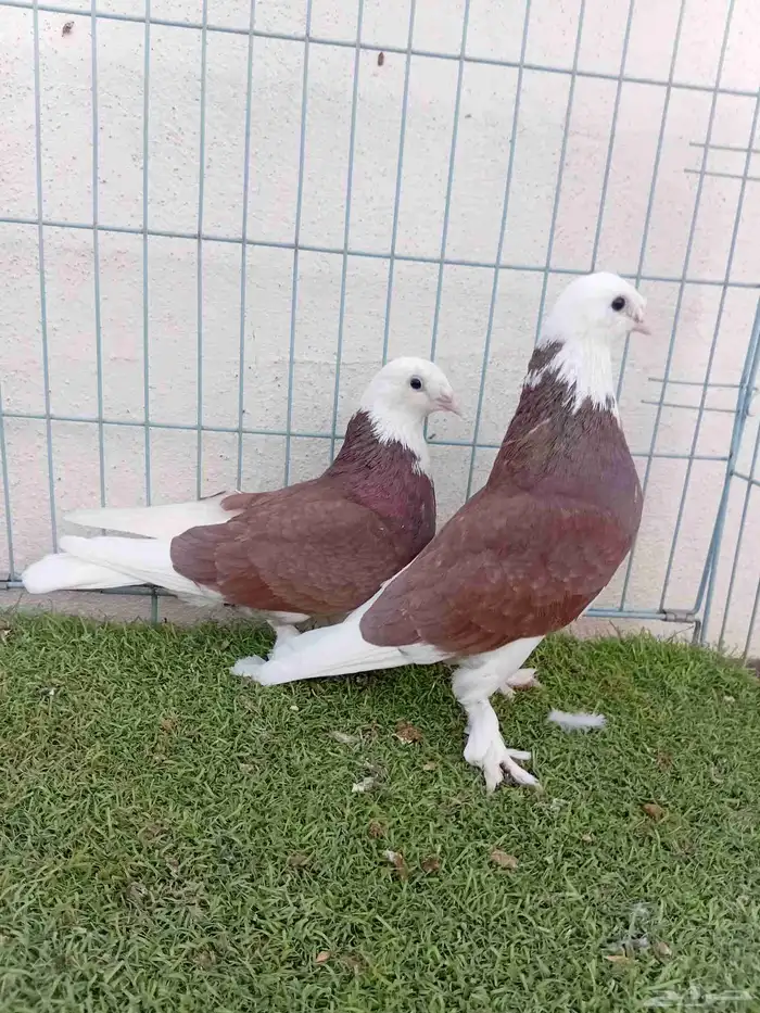 زوج طواقي احمر 3