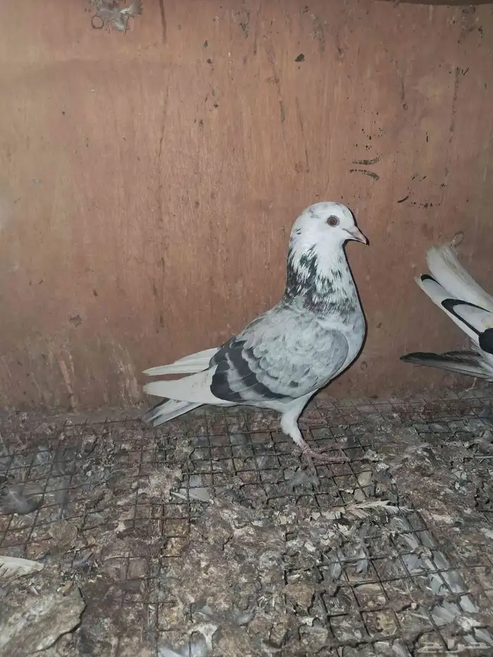 جوز قطيفي قلاب 0