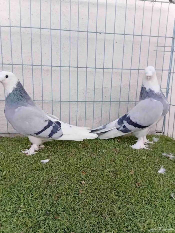 زوج تركي حرمي او ازرق 9