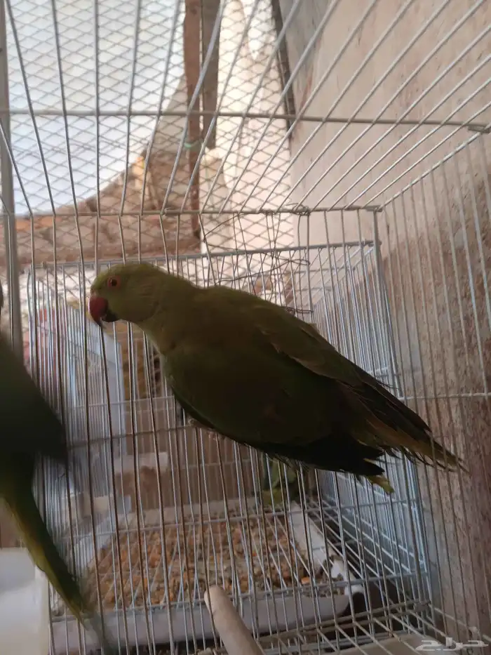 دره هندي عدد 8 غير معروف العمر او الجنس 6