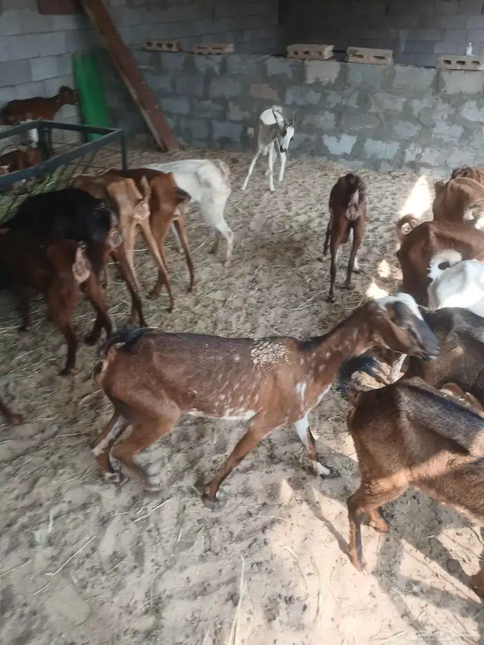 معزى جنوبيه وصول دفعه جديده 1