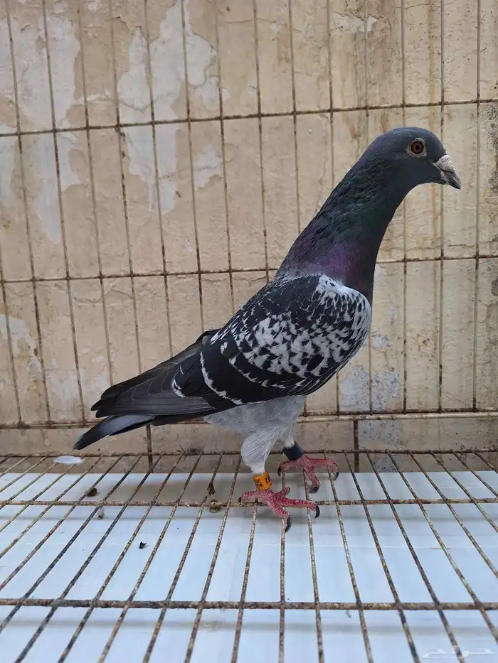 حمام زاجل ومشكل 6