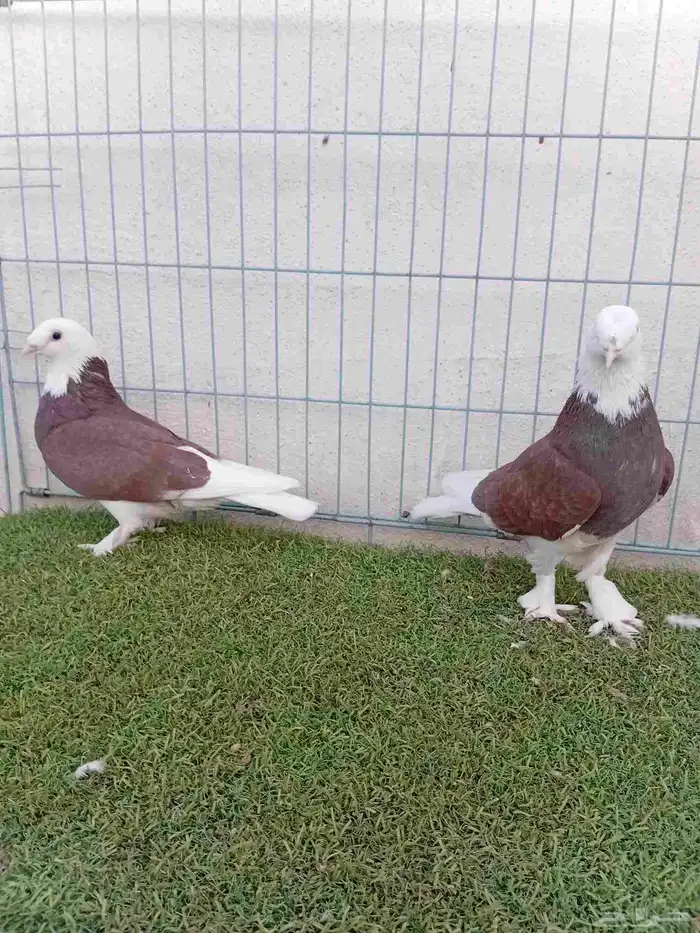 زوج طواقي احمر 4