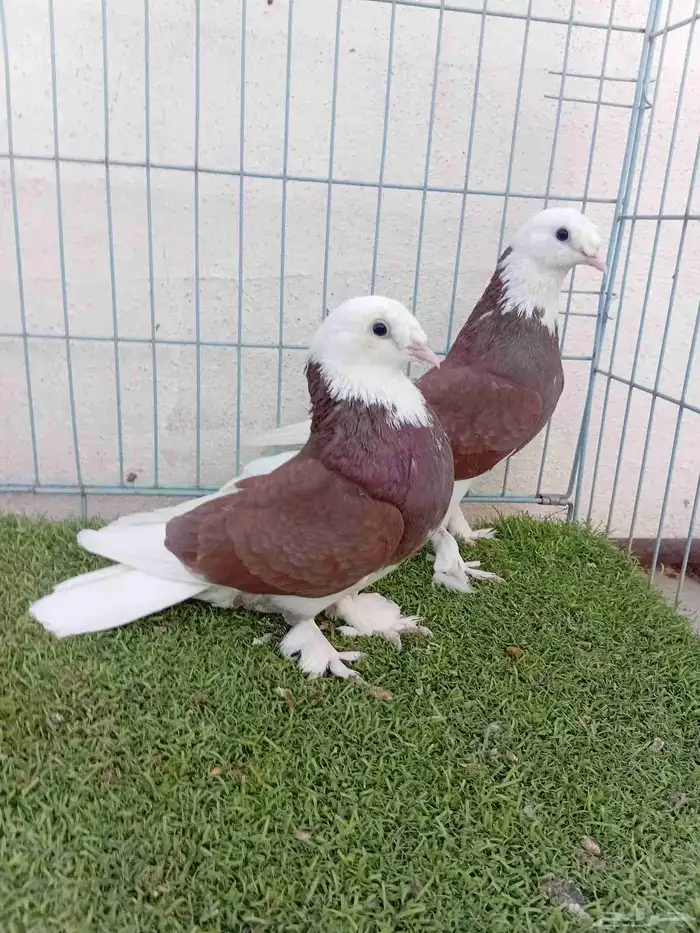 زوج طواقي احمر 7