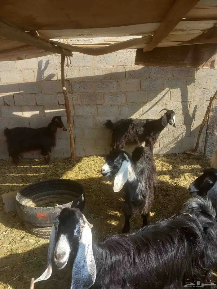 غنم ومزاء للبيع ع السوم فيها الي دافع قريب مرة وفيها المضرع 3