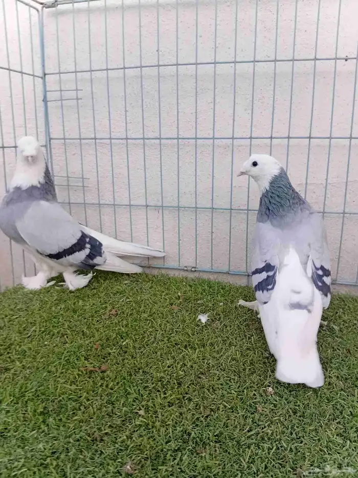 زوج تركي حرمي او ازرق 2