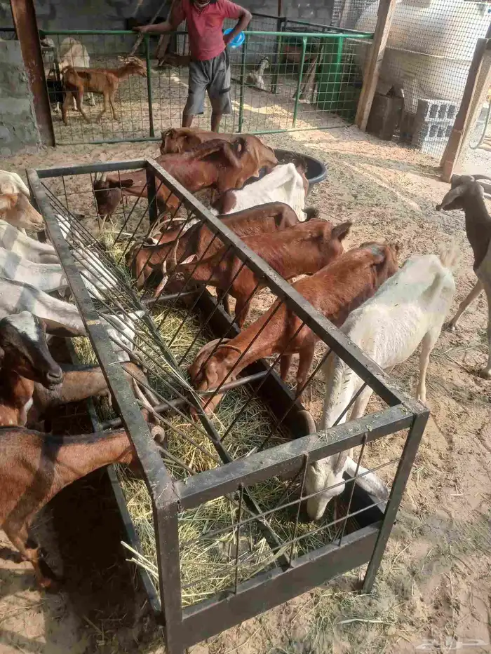 معزى جنوبيه وصول دفعه جديده 0