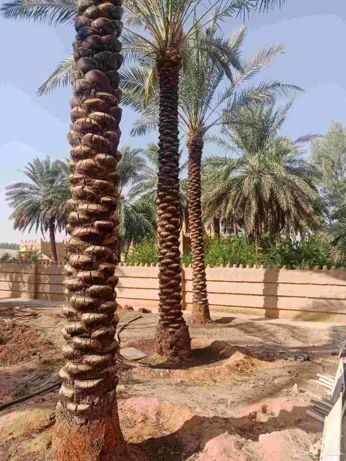 نخل طويل 3