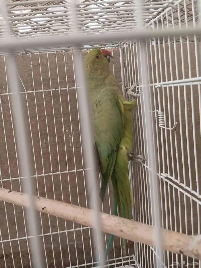 دره هندي عدد 8 غير معروف العمر او الجنس 3