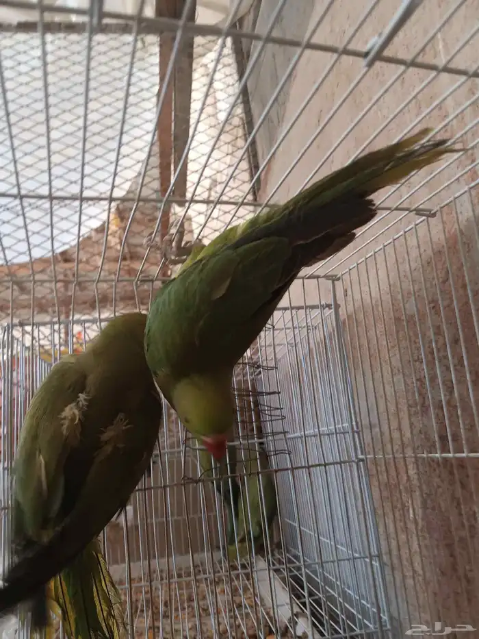 دره هندي عدد 8 غير معروف العمر او الجنس 5