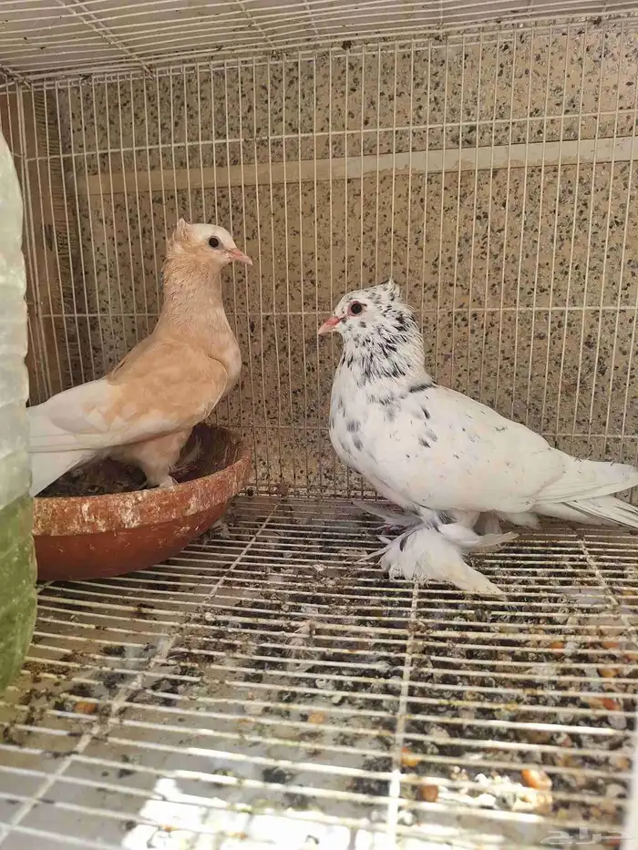 حمام زاجل ومشكل 4