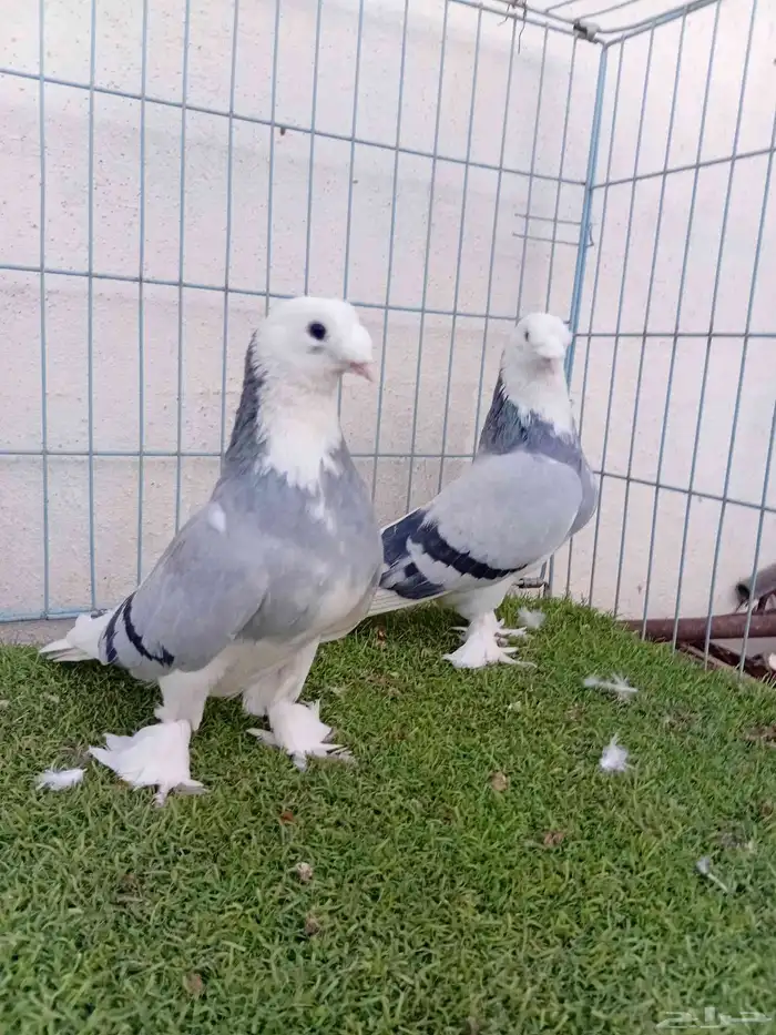 زوج تركي حرمي او ازرق 7