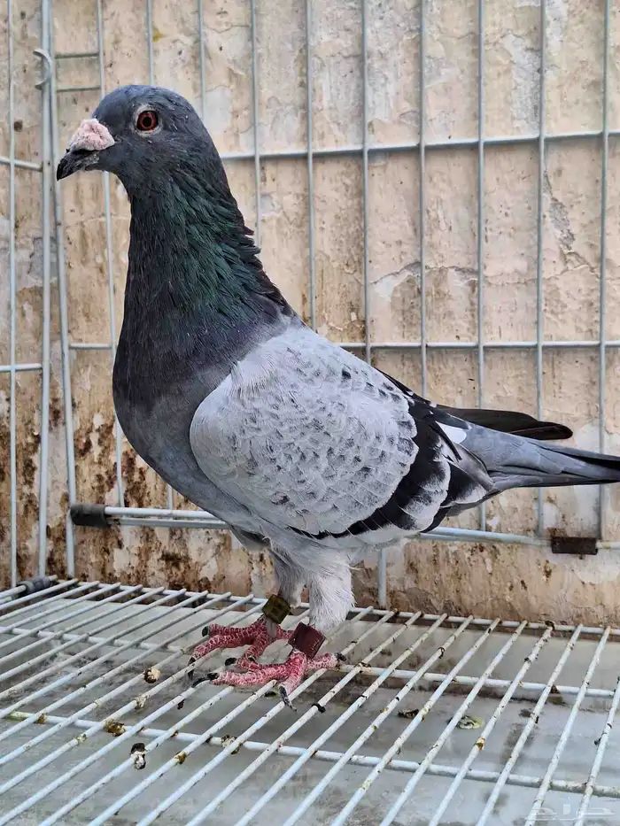 حمام زاجل ومشكل 1