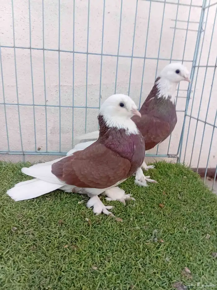 زوج طواقي احمر 6