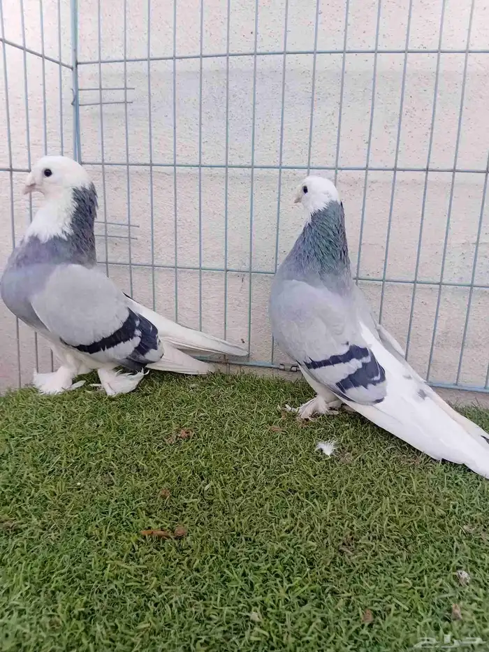 زوج تركي حرمي او ازرق 1