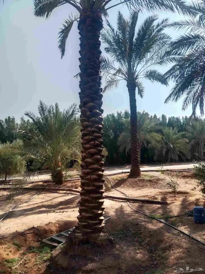 نخل طويل 0