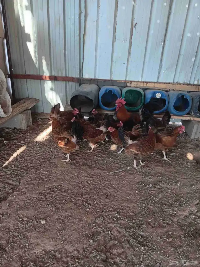 دجاج فرنسي احمر غامق 0