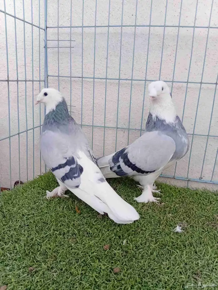 زوج تركي حرمي او ازرق 6