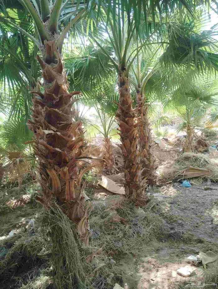 يوحد لدينا جميع انواع النخيل 3