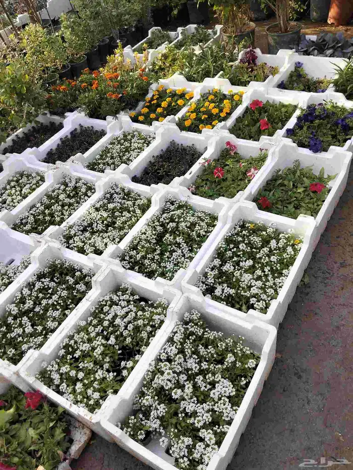 مشتل زراعي 10