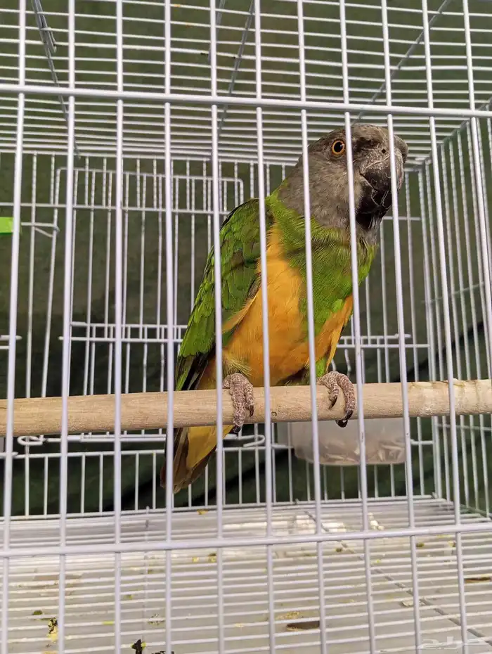 ببغاء سنغالي يويو 1