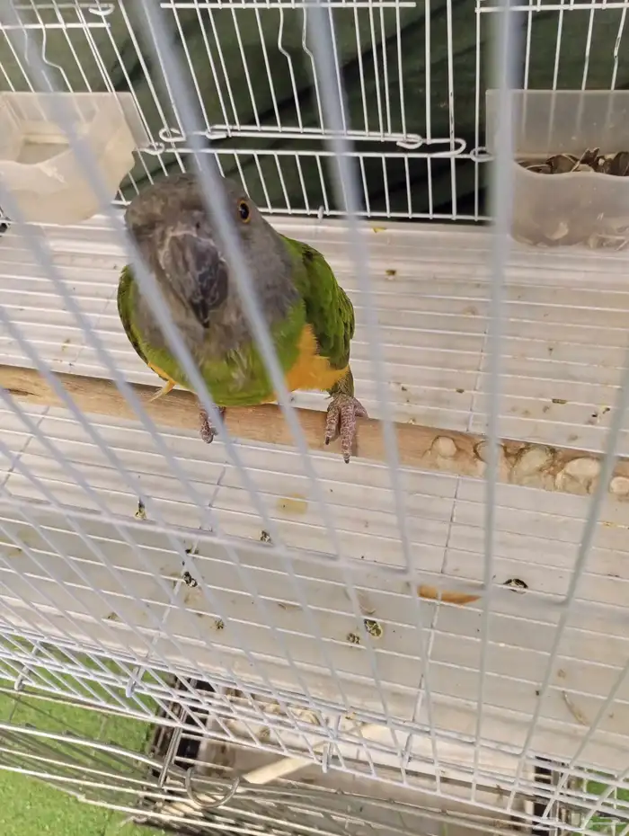 ببغاء سنغالي يويو 2