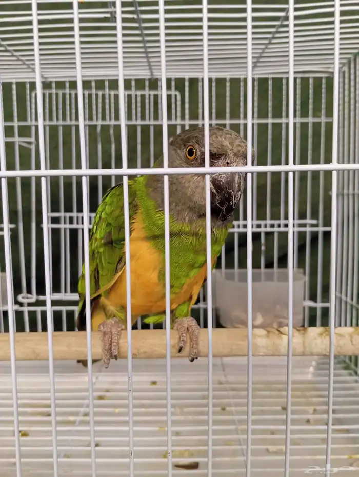 ببغاء سنغالي يويو 0