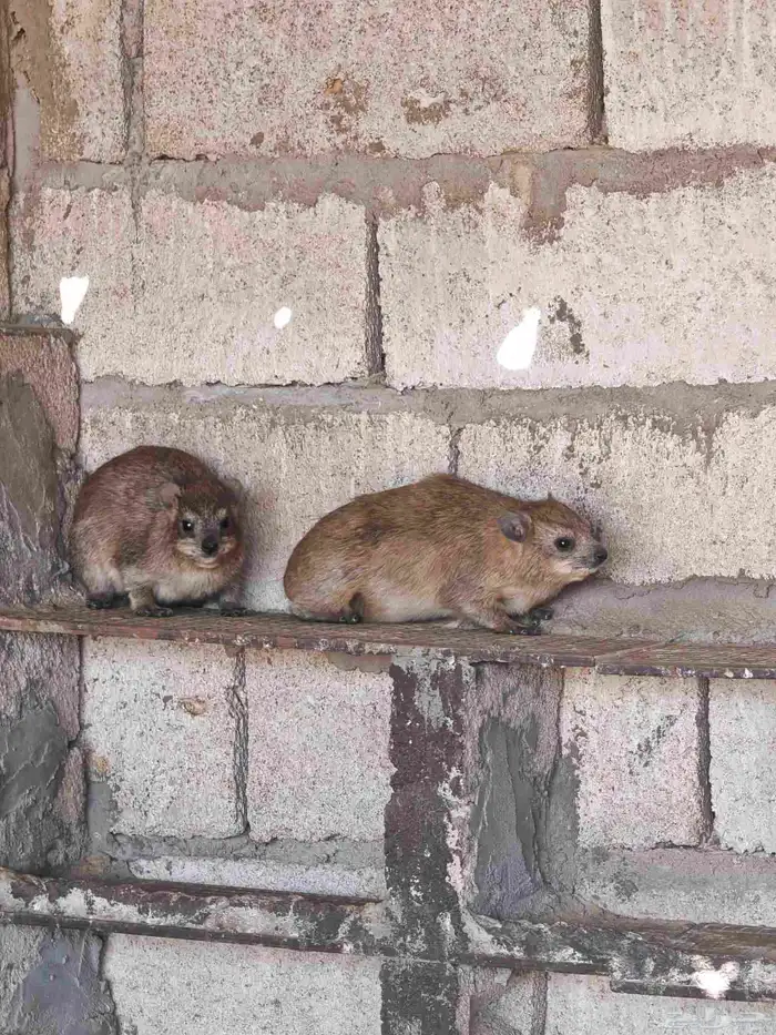 للبيع وبران ذكوره 1